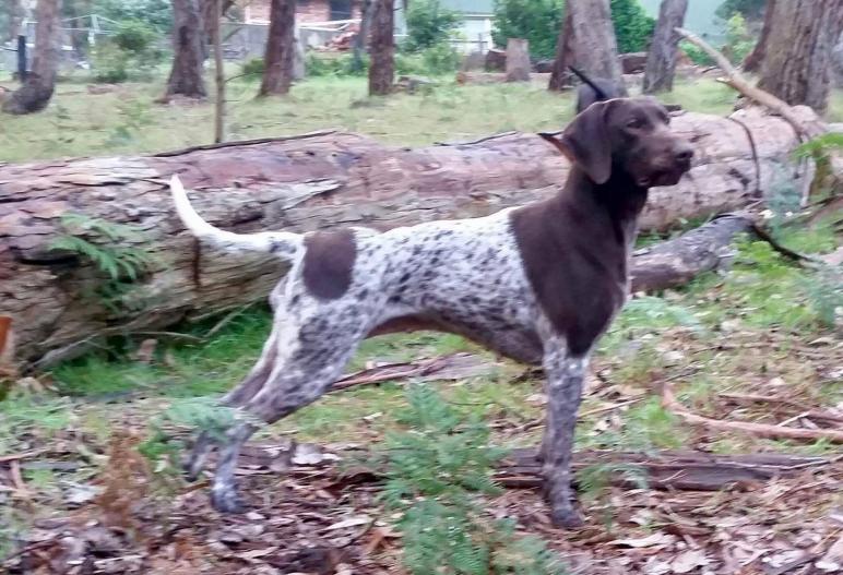 German Shorthaired Pointers